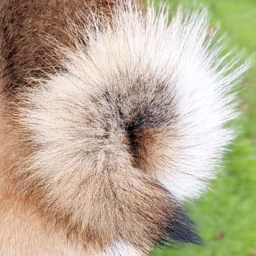 いぬつぽいのアバター