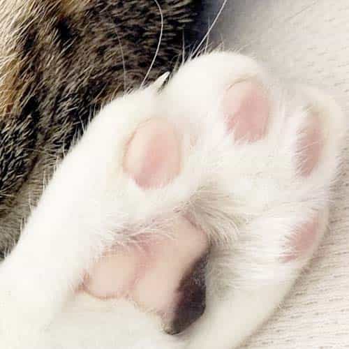 ミネコのアバター