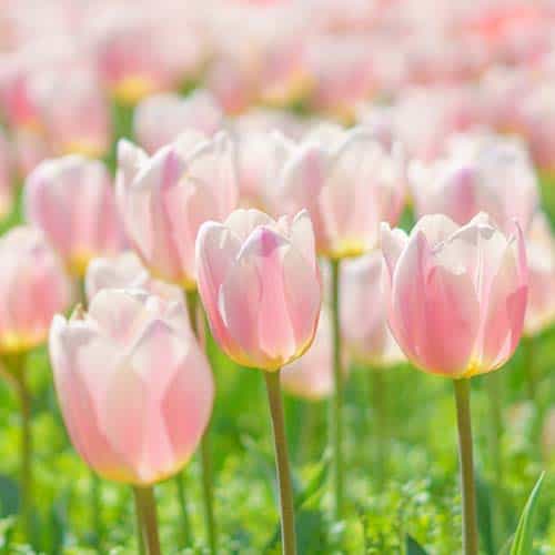 お電波ゆんゆんのアバター