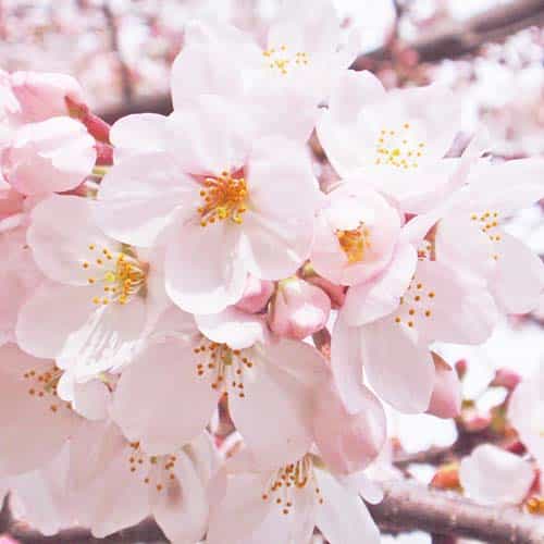 桜華のアバター